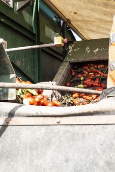 Machine with transport line for picking tomatoes on the field. Tractor harvester harvest tomatoes and load in crates. Automatization agriculture concept with tomatoes.