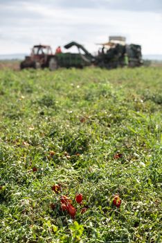 Picking tomatoes. Tractor harvester harvest tomatoes and load on truck. Automatization agriculture concept with tomatoes.