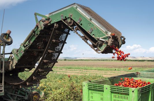 Machine with transport line for picking tomatoes on the field. Tractor harvester harvest tomatoes and load in crates. Automatization agriculture concept with tomatoes.