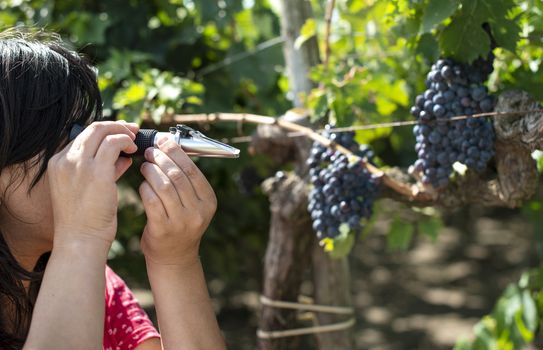 Farmer measures the sugar content of the grapes with refractometer. Device for measuring sugar in grape. Red grapes.