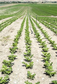 Growing Celery On Plantation. Celery plants in rows. Big celary farm.