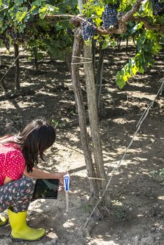 Farmer measures soil in vineyard. Digital Device for measuring soil and tablet. Red grapes.