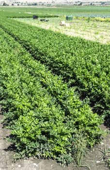 Growing Celery On Plantation. Celery plants in rows. Big celary farm. Crates on background.