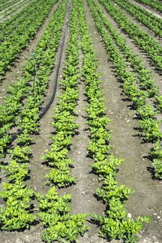 Growing Celery On Plantation. Celery plants in rows. Big celary farm.