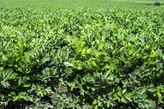 Growing Celery On Plantation. Celery plants in rows. Big celary farm.