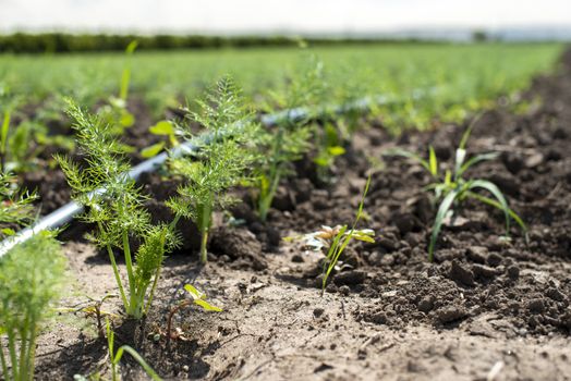 Fennel plantation. Growing fennel in big industrial farm.