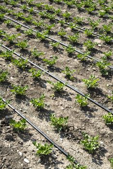 Growing Celery On Plantation. Celery plants in rows. Big celary farm. Small celery plants. 