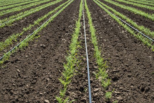 Fennel plantation. Growing fennel in big industrial farm.