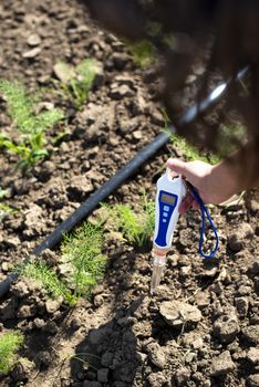 Fennel plantation. Measure soil contents with digital device. Growing fennel in big industrial farm. 