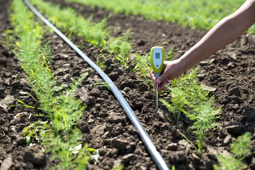 Fennel plantation. Measure soil contents with digital device. Growing fennel in big industrial farm. 