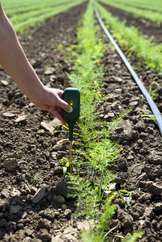 Fennel plantation. Measure soil contents with digital device. Growing fennel in big industrial farm. 