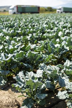 Broccoli farm and big export trucks on background. Picking broccoli in industrial farm.