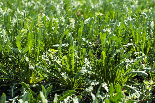 Chicory plantation. Agriculture industrial farm with chicory.