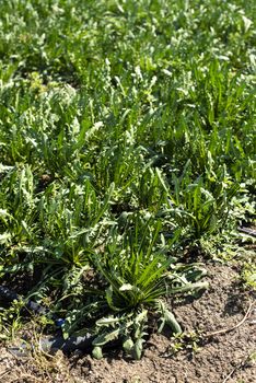 Chicory plantation. Agriculture industrial farm with chicory.