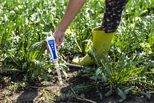 Agriculture industrial farm with chicory. Measure soil in hicory plantation. 