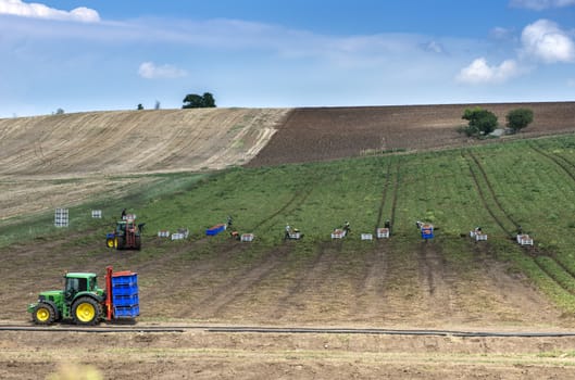 Harvest tomatoes on the field. Shooted from long distance. High view. People picking tomatoes manually. Many crates.