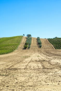 Olive trees in rows and vineyards in Italy. Olive and wine farm. Tilled ground soil. Agriculture field with olive trees. 