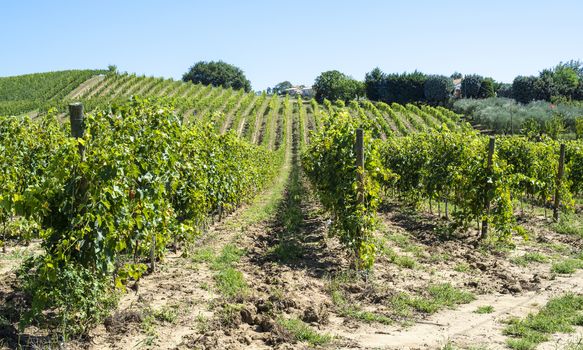 White grape vineyards in Italy. Italian winery. Rows and shadows from vineyard. Sunny day.