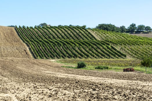 Vineyards in rows and Tilled ground soil. Vineyard farm landscape in Italy.