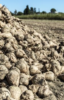 Heap sugar beet in farm. Harvest sugarbeet in plantation.