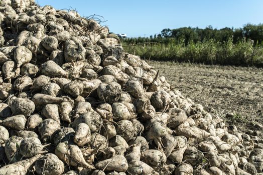 Heap sugar beet in farm. Harvest sugarbeet in plantation.