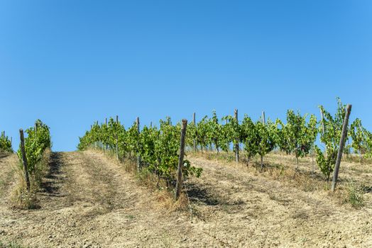 Vineyards on hill in a row. Winery in valley. 