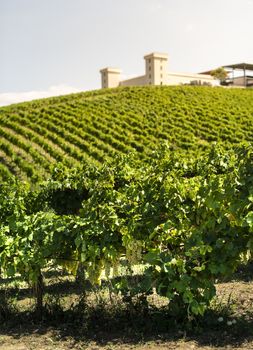 Winery on hill and vineyards rows. Winery building on top of the hill. Sunny day. 