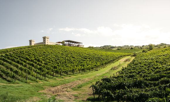 Winery on hill and vineyards rows. Winery building on top of the hill. Sunny day. 