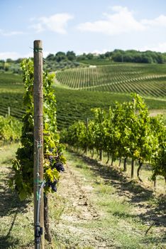 Vineyards on hill in a row. Winery in valley. 