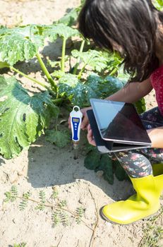 Farmer measure soil in Zucchini plantation. Soil measure device and tablet. New technology in agriculture concept.