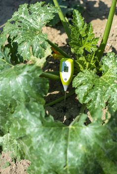 Farmer measure soil in Zucchini plantation. Soil measure device. New technology in agriculture concept.