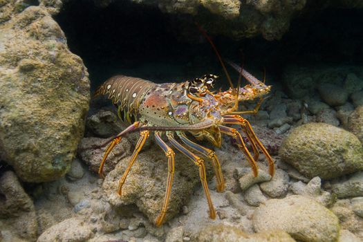 Panulirus argus lobster hidding in a crevace under water  