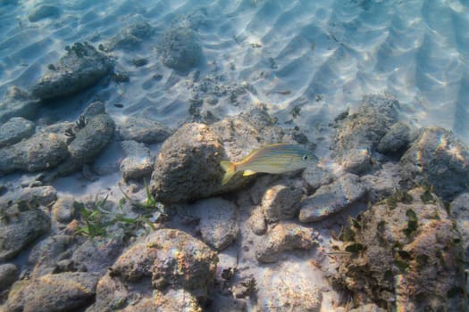 Single french grunt swimming ove a rocky reef