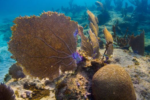 Large fan coral attached to a rocky reef