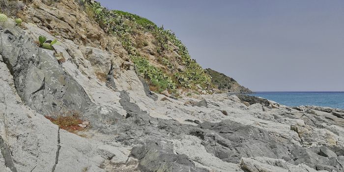 View of rocks overlooking the sea covered with cacti that grow spontaneously in the middle of the cracks.