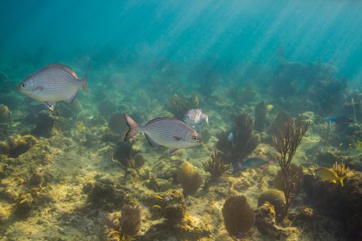 two Bermuda chub swimming in a shallow reef