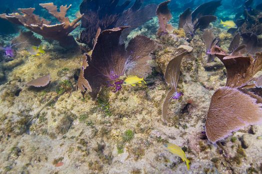 Haemulon flavolineatum swiming aroung large fan coral