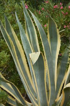 Detail of aloe plant: a very colorful and colorful greasy plant, typical of desert areas.