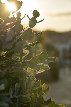 silhouette of green leaves of a mediterranean plant shot against the sunset: a detail of nature under a very suggestive dress.