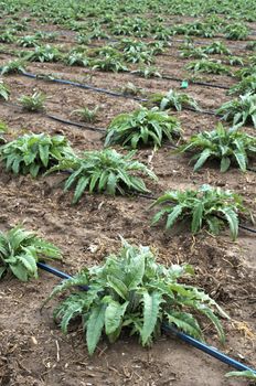 Artichoke plants in rows. Artichoke growing on the field in farm.