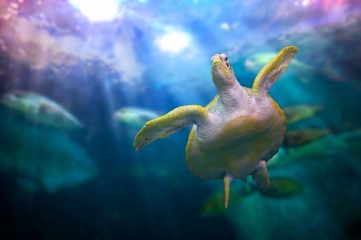 Sea turtle Swimming in coral under the sea