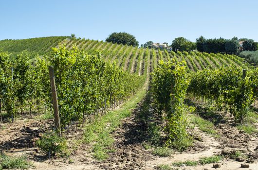 White grape vineyards in Italy. Italian winery. Rows and shadows from vineyard. Sunny day.