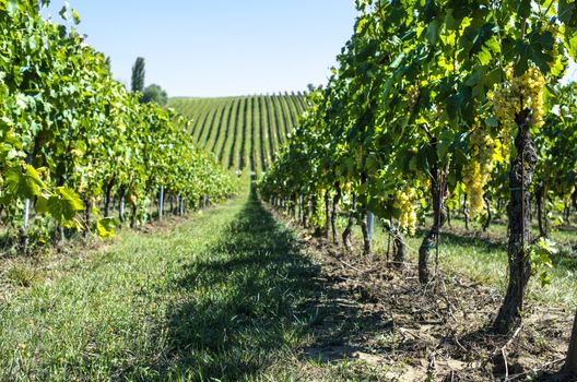 White grape vineyards in Italy. Italian winery. Rows and shadows from vineyard. Sunny day.