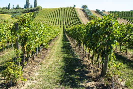 White grape vineyards in Italy. Italian winery. Rows and shadows from vineyard. Sunny day.