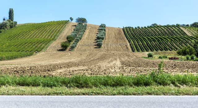 Olive trees in rows and vineyards in Italy. Olive and wine farm. Tilled ground soil. Agriculture field with olive trees. 