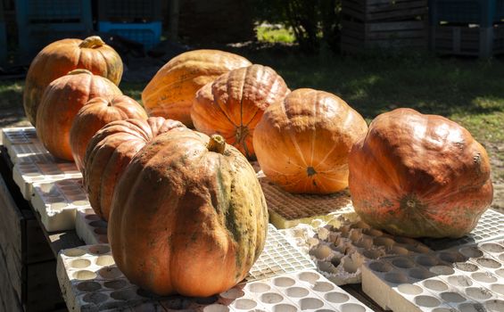 Variety of many pumpkins on the market. Different types pumpkins arranged on wooden table. Pumpkin background. Halloween graphic resources.