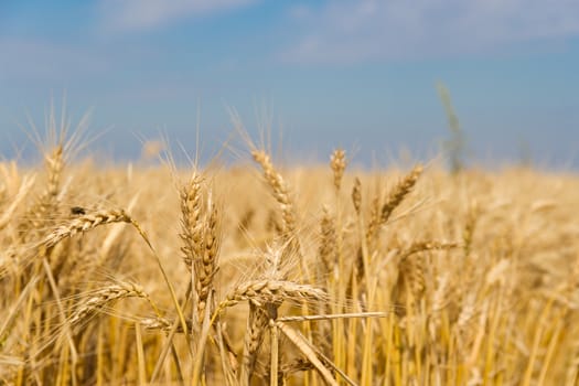 the golden wheat under the sun in the field plantations