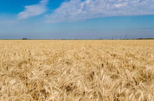 the golden wheat under the sun in the field plantations