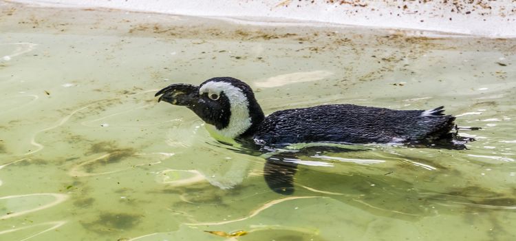 african penguin swimming in the water, flightless bird from Africa, Endangered animal specie