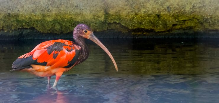 young juvenile red scarlet ibis standing in the water, colorful tropical bird specie from Africa